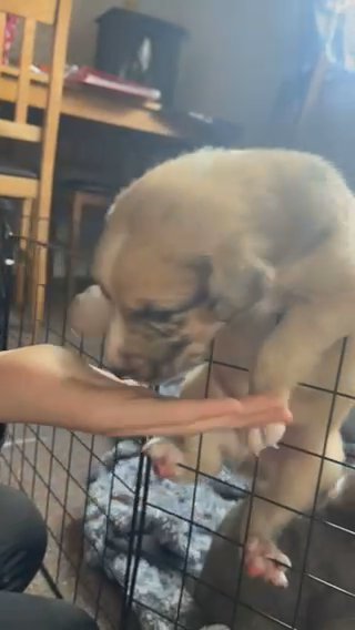 Gorgeous lurcher X Welsh collie Male pup in Hereford