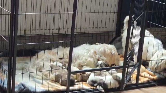 Shih Tsu Puppies looking for a forever home in County Durham