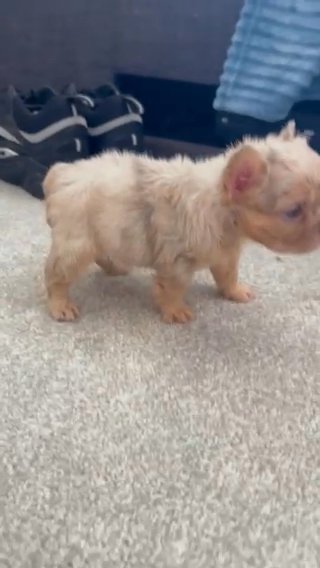 Newshade And Cherrytan Harlequin Merle Visual Fluffy Frenchbulldog in Northampton