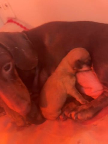 Dachshund Puppys For Reserve ❤️ in Kettering