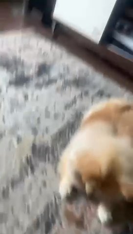 9 Month Old Full Breed Pomeranian in London