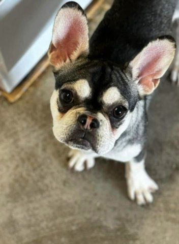 EA French Bulldog Female in Dartford