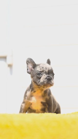 Merle Frenchie Carrying Fluffy Male in London