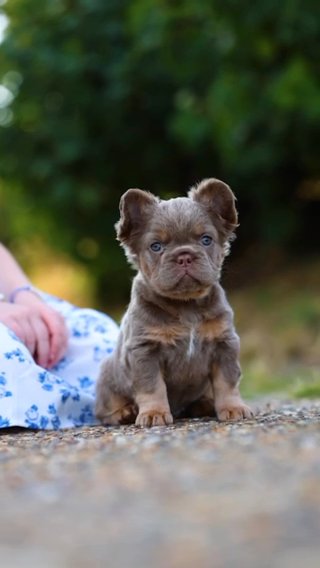French Bulldog in London