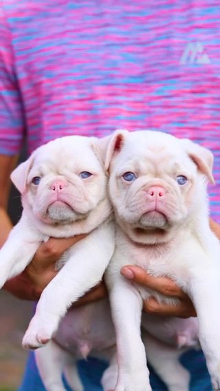 Pugs in London