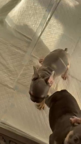 LAST FEMALE KC REG FRENCH BULLDOG in Dartford