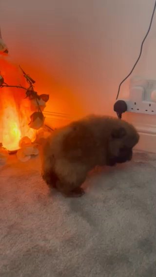 Chow Chow Puppy ? in Milton Keynes