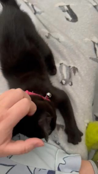 Kittens Ready To Go Black & Tabby Boys in Nottingham