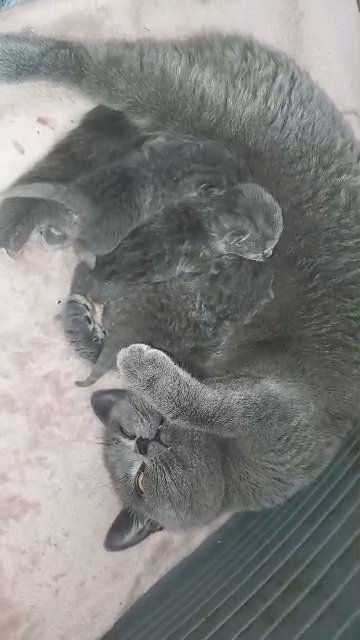 GCCF British Blue Short Hair Kittens in Manchester