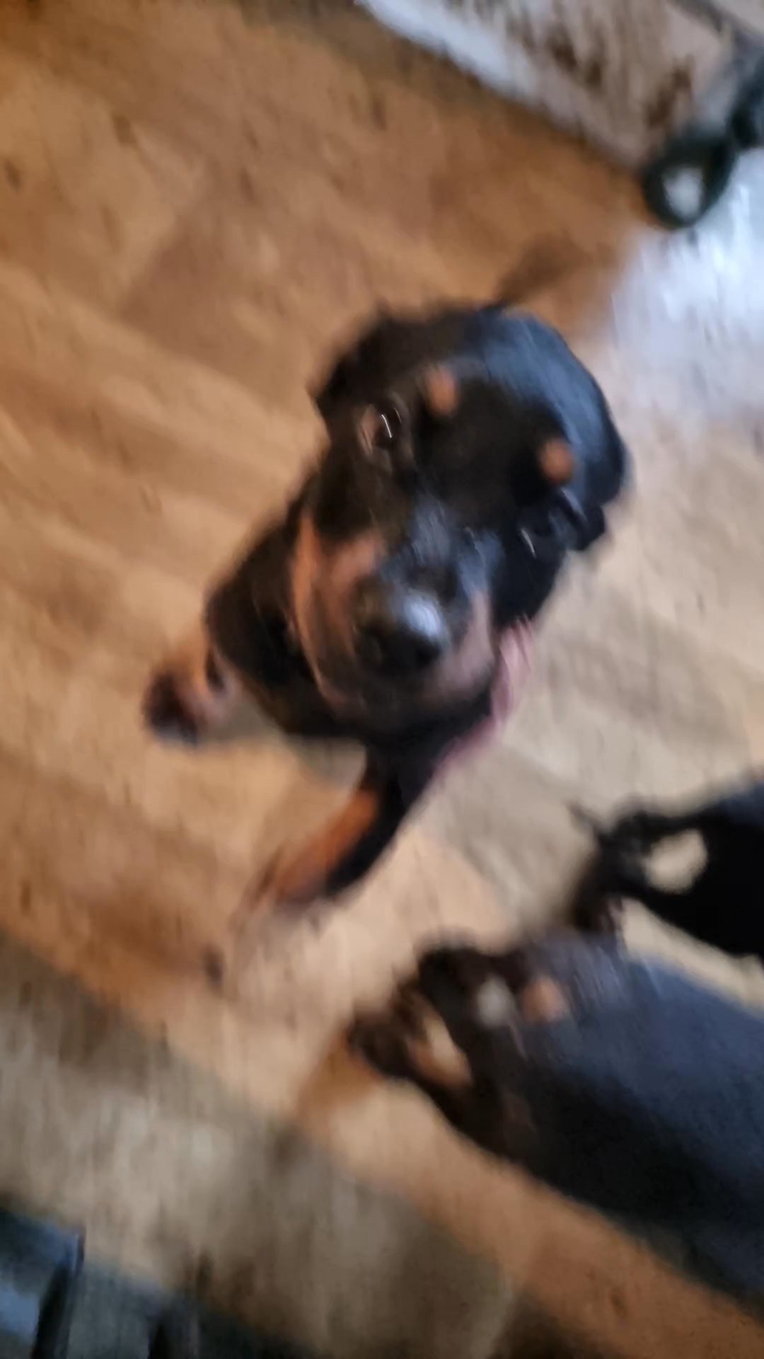 Big chunky rottweiler puppies in Cheshire West and Chester