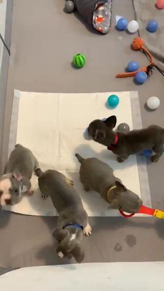 French Bulldog Puppy in North Yorkshire
