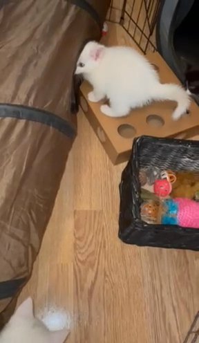 Kittens Looking For A lovely family in Coventry