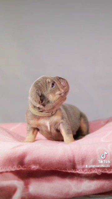 Real Micro Frenchbull dog bigrope in Birmingham