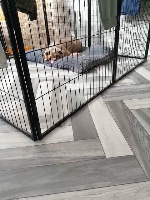 Bulldog girl 2 years lilac tri merle in London