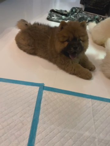 Chow Chow Puppy in Wakefield