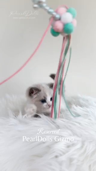 (Reserved) Gizmo/Koa blu in Lincoln