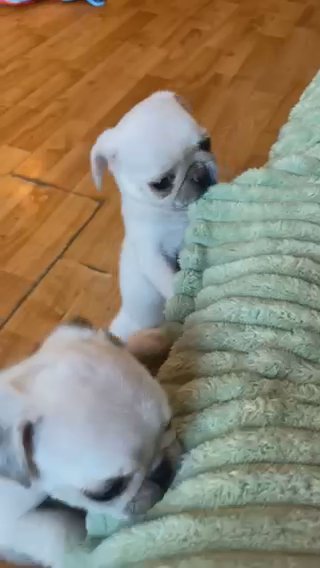 Quality Pug puppies Available in Telford and Wrekin