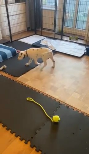 KC Registered Dalmatian Puppies - Ready To Go in Warrington