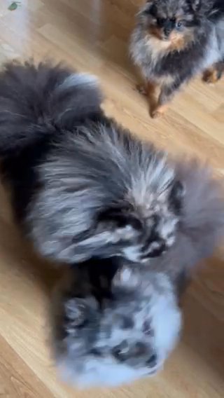 Outstanding Merle Pomeranian Male in Chester