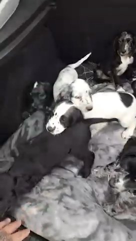 Cocker Spaniel / Sprocker Pups Merle in Stockton-on-Tees