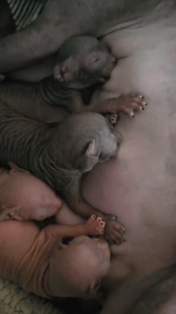 tica sphynx kittens in Staffordshire
