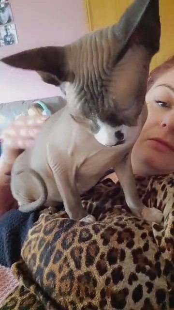 gccf sphynx girl in Staffordshire