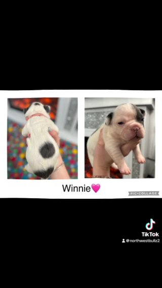 Winnie in St. Helens