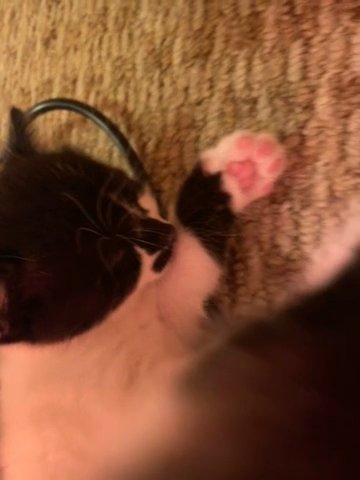 kittens for sale in Birmingham
