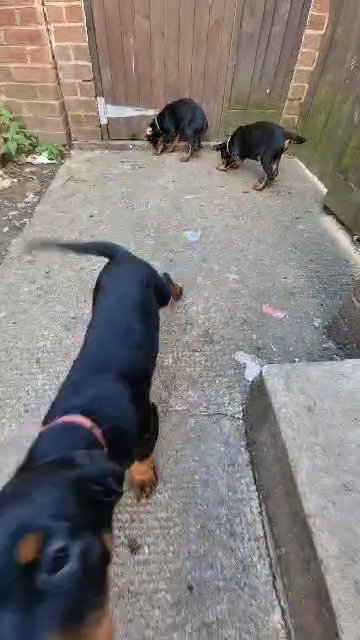 beautiful ROTTWEILER PUPPIES in Cheshire West and Chester