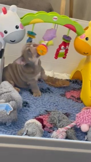 REDUCED & READY TO LEAVE - English Bulldog Pups 50 cal x Narla in Manchester