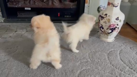 2 Miniature Pomeranian puppys in Wycombe