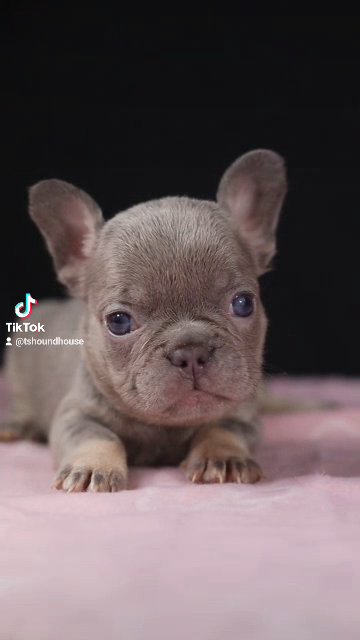 Micro Frenchbulldog in Birmingham