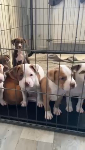 Stunning American Bully Pups in Coventry