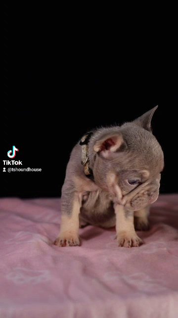 Micro Frenchdog bigrope in Birmingham