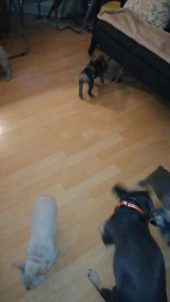 Quolity French bulldog puppies for sale, nice character exelent price! in London