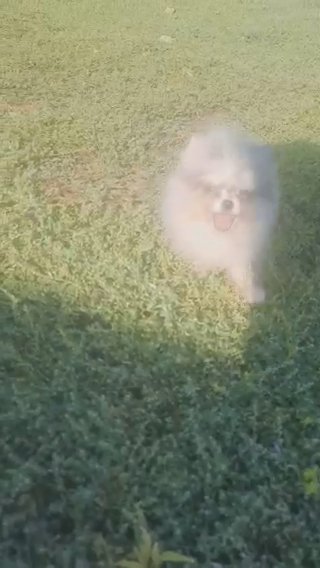 Gorgeous merle minuature Pomeranian boy, one of a kind in London