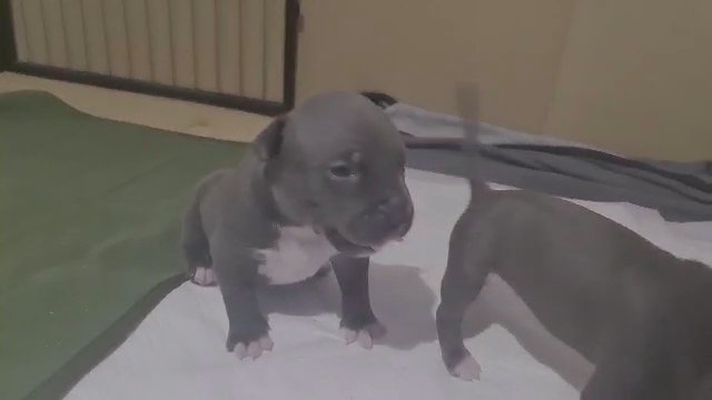 FREE American Buldog Cross puppies in Nuneaton & Bedworth