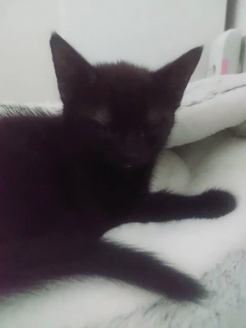 Cute kitten (girl)l for sale in Wycombe