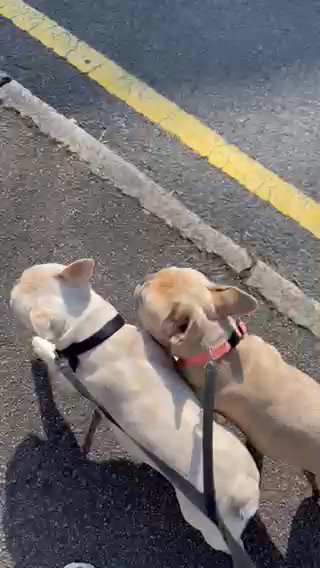 Fluffy Carrying Cream Merle Puppy in London