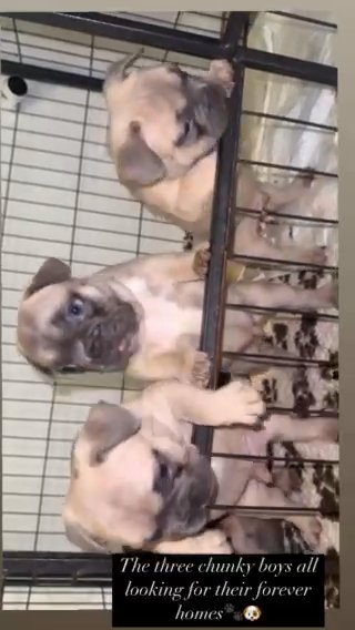 Quality French Bulldogs in Cheshire West and Chester