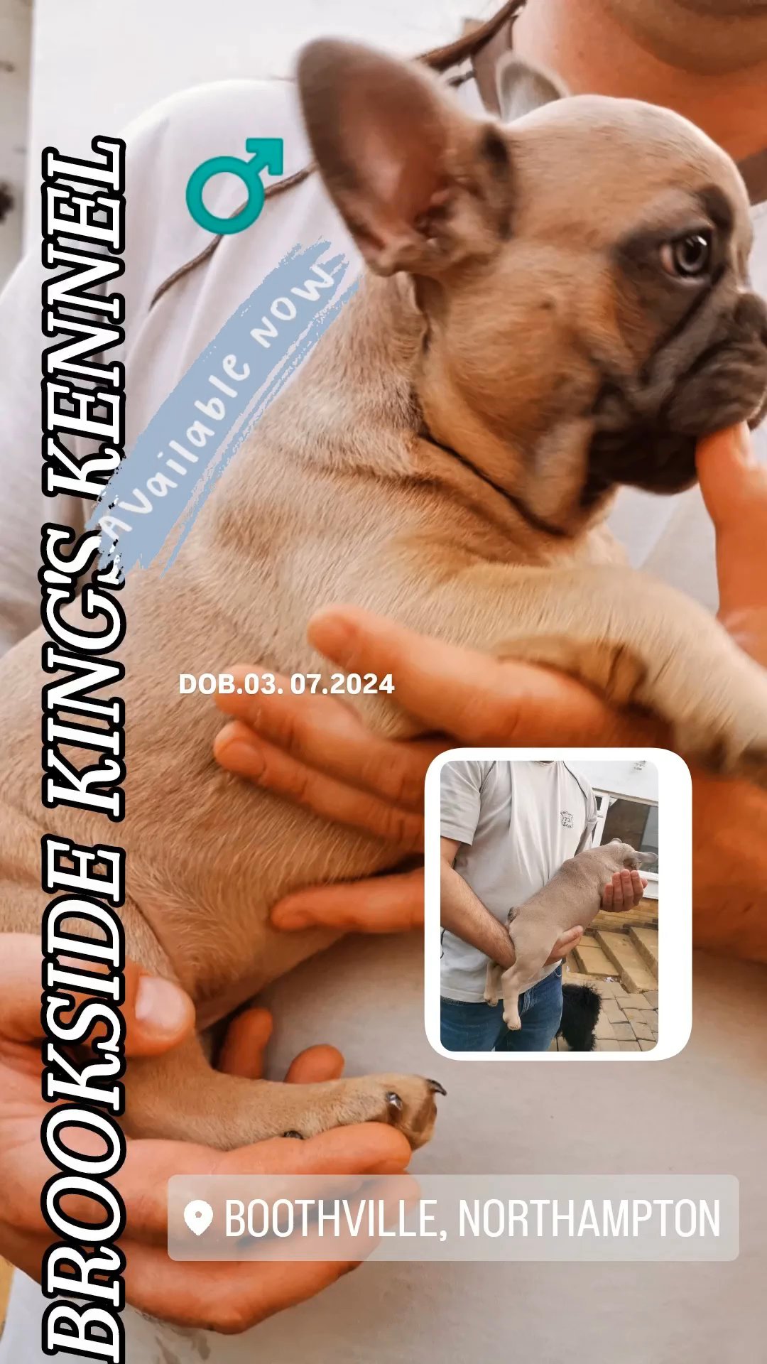 French Bulldog puppies in Northampton