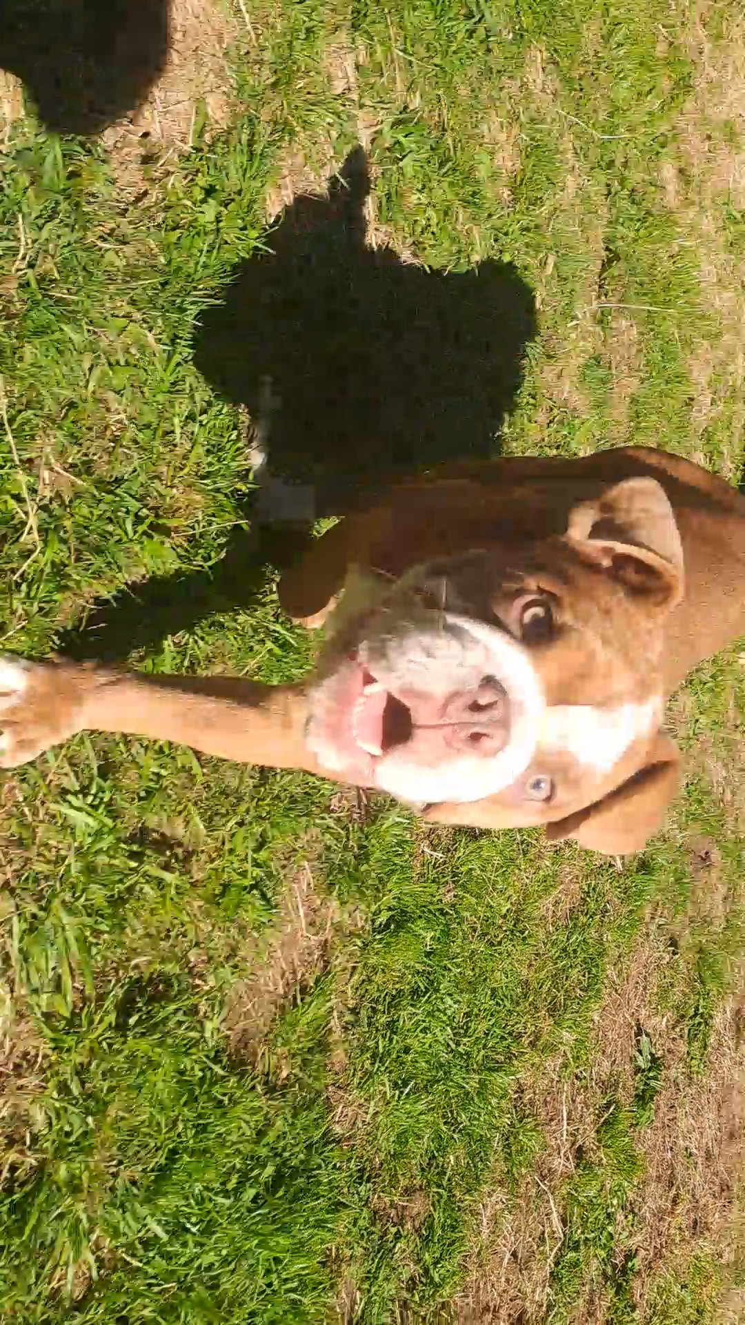 6months Old Exotic Bulldogs in Birmingham