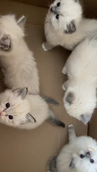 Ragdolls in Coventry
