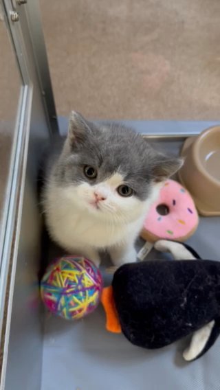 GCCF British Shorthair littens in Birmingham
