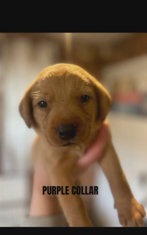 Fox Red Lab Puppies For Sale in Wiltshire
