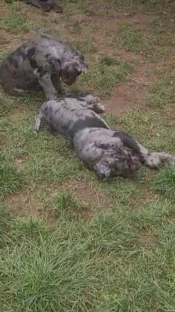 merle cane corso in North West Leicestershire