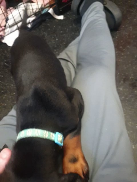 black doberman with tan brown in Stockport