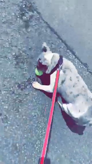 Lilac Tri Colour Female Frenchie in Cardiff