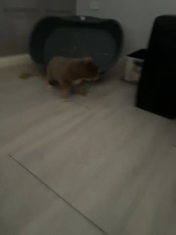 Old English Bull Dogs 4 Males in Manchester