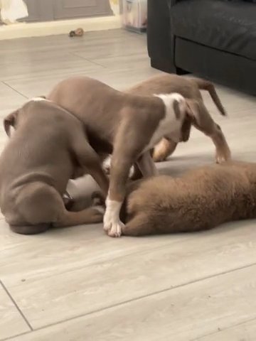 Old Tyme English Bulldogs 4 Male Ready To Go in Manchester